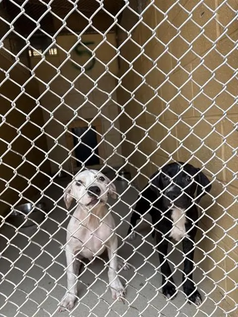 Adoptable Dog