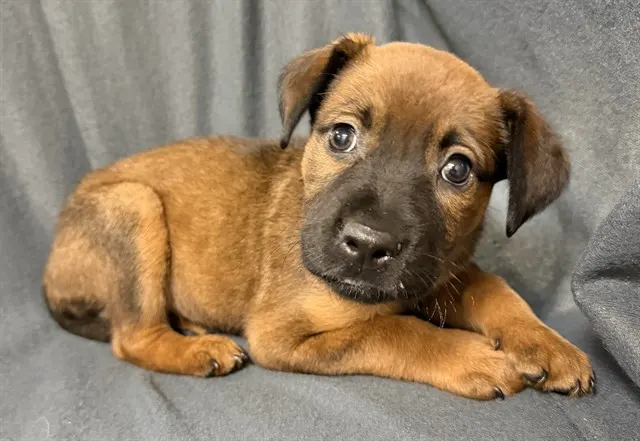 Adoptable Dog