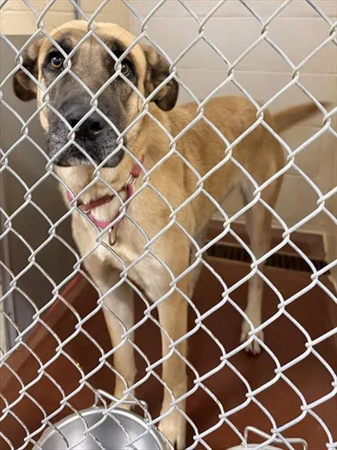 Adoptable Dog
