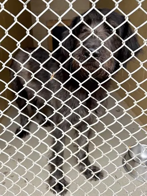 Adoptable Dog