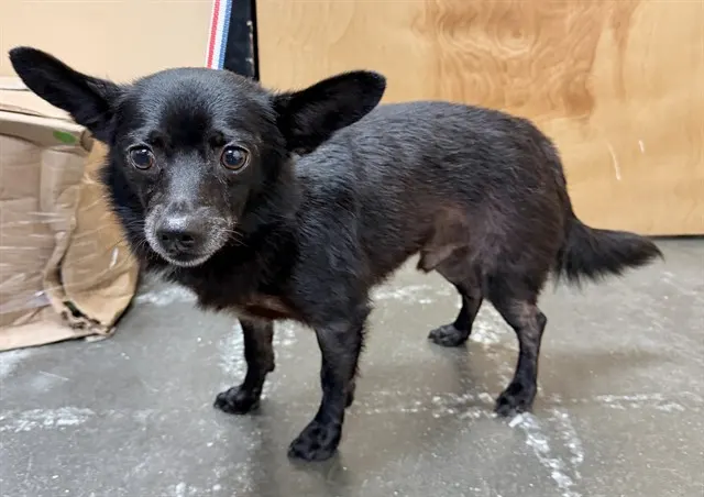 Adoptable Dog