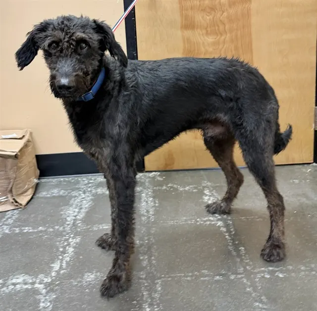 Adoptable Dog