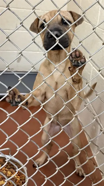 Adoptable Dog
