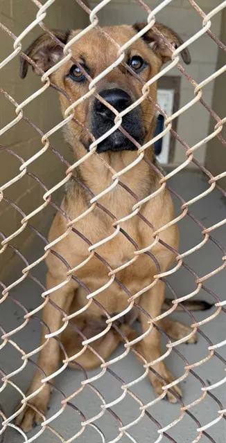 Adoptable Dog