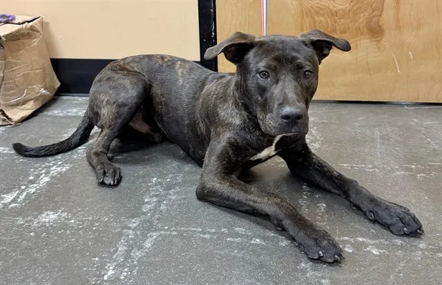Adoptable Dog
