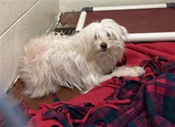 Adoptable Dog