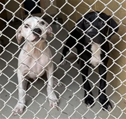 Adoptable Dog