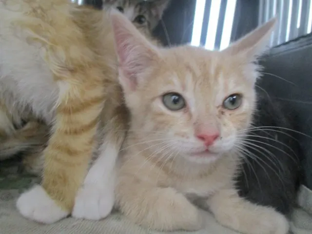 Adoptable Cat