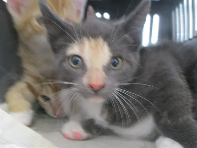 Adoptable Cat