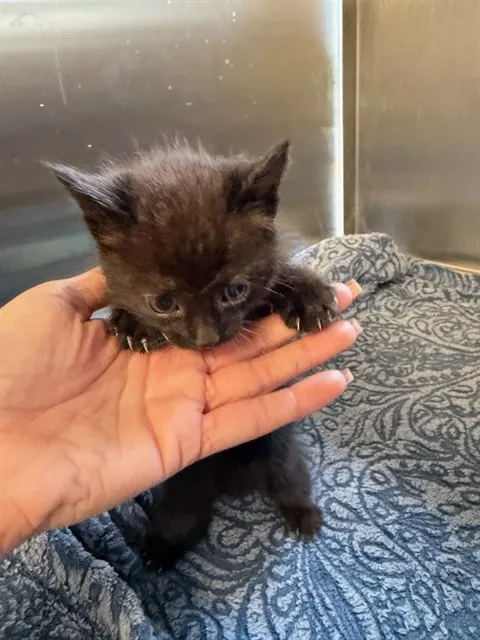 Suki