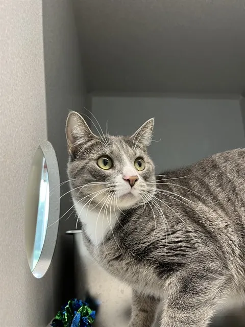 Nimbus