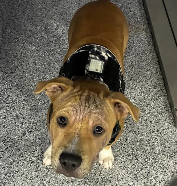 Adoptable Dog
