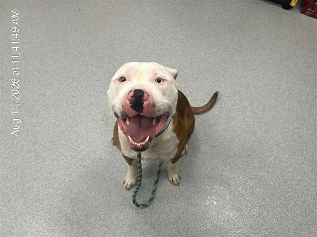 Adoptable Dog