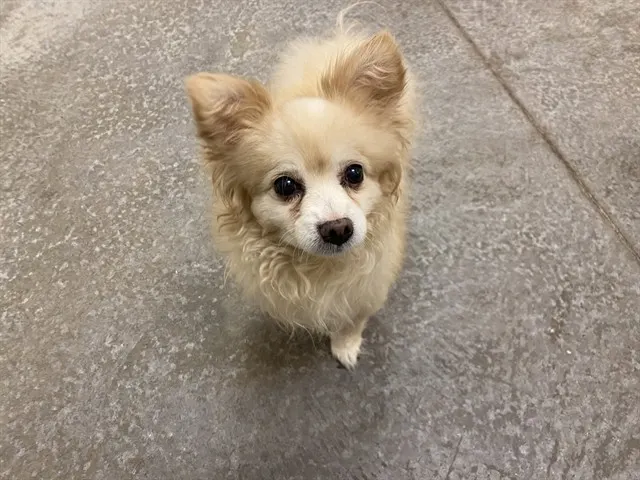 Muffin