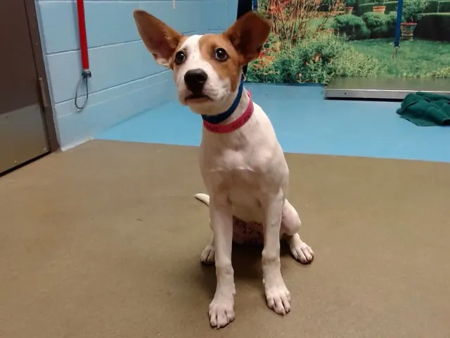 Adoptable Dog