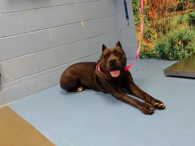 Adoptable Dog