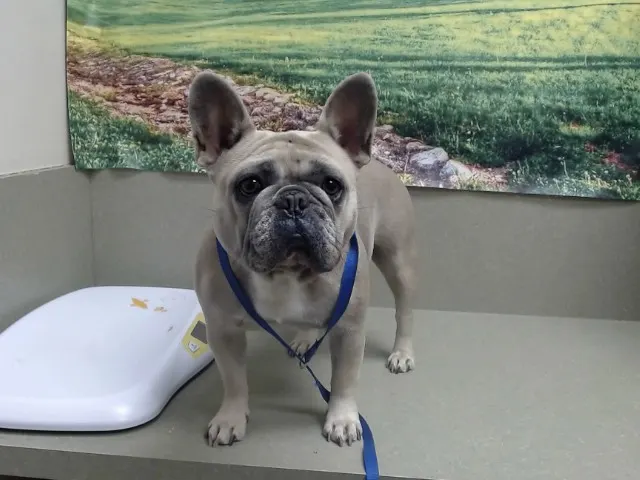 Adoptable Dog