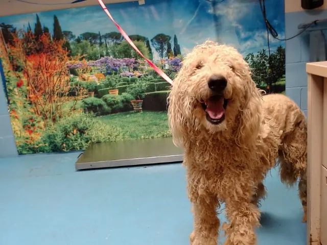 Adoptable Dog
