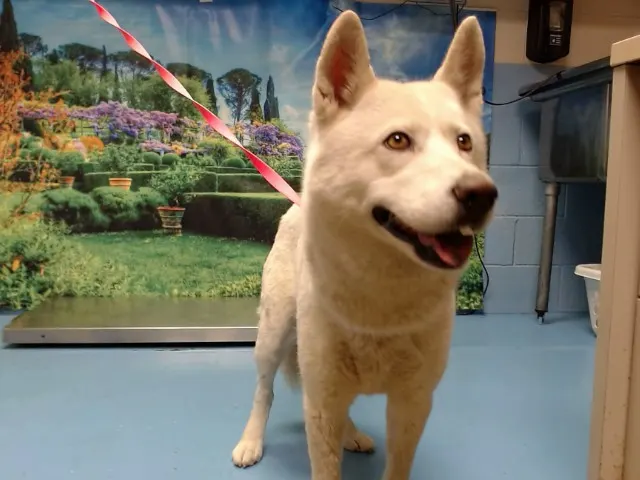 Adoptable Dog