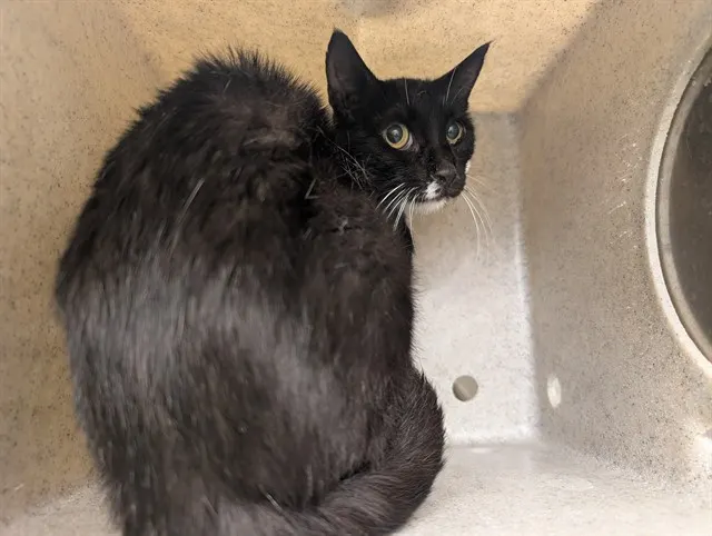 Adoptable Cat