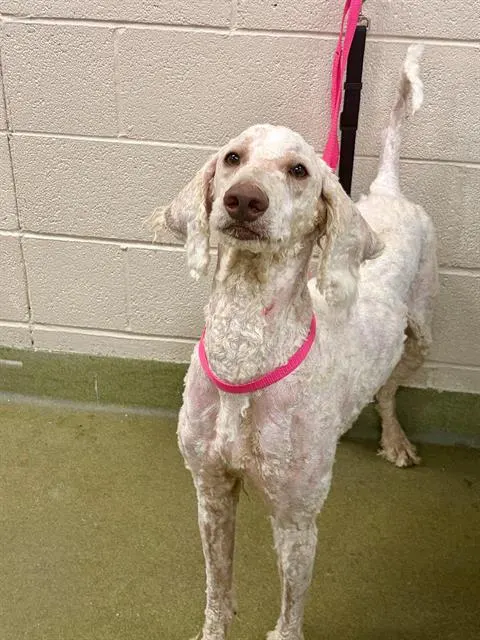 Adoptable Dog
