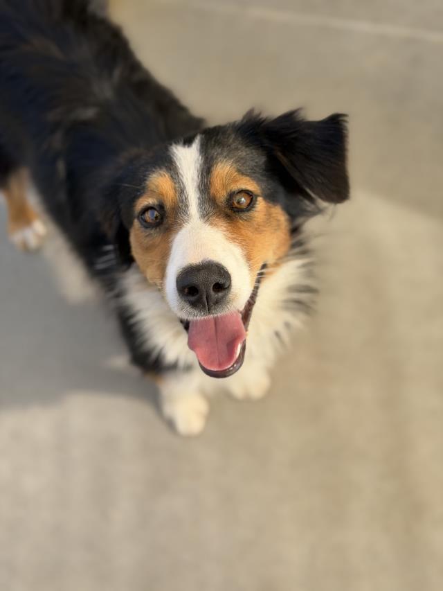 Piper