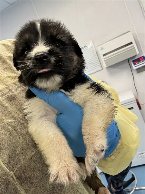 Adoptable Dog