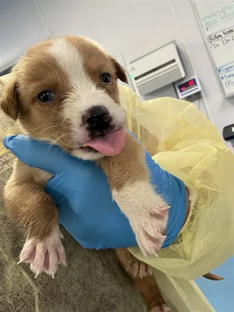Adoptable Dog