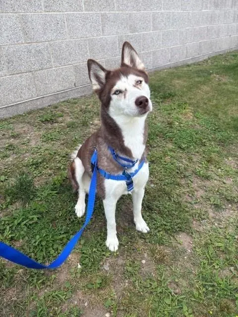 Akila