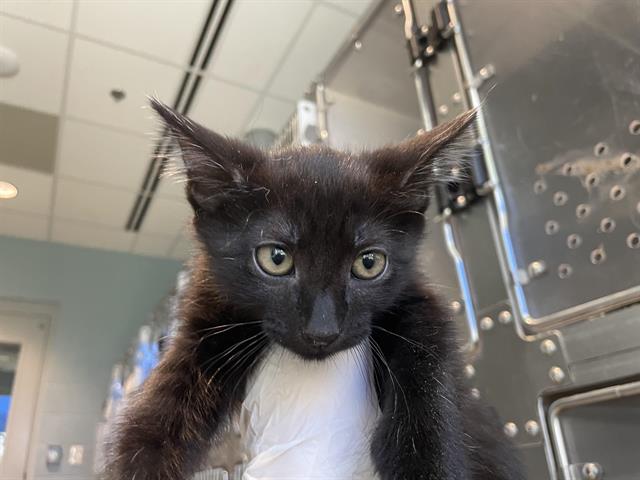 Delilah