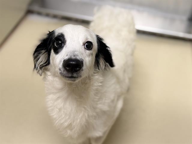 Adoptable Dog