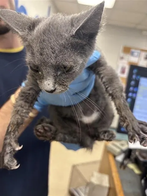 Adoptable Cat