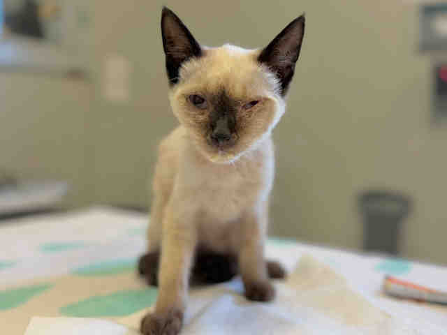 Adoptable Cat