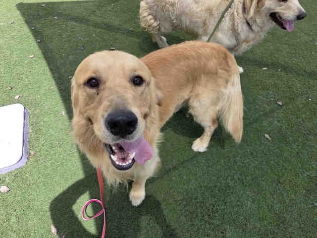 Adoptable Dog