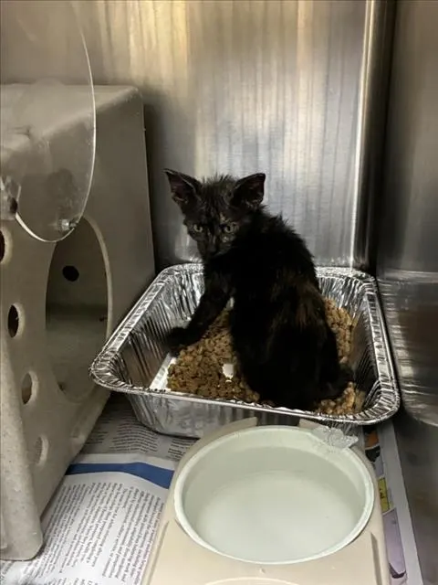 Adoptable Cat