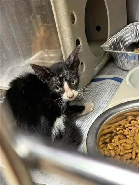 Adoptable Cat