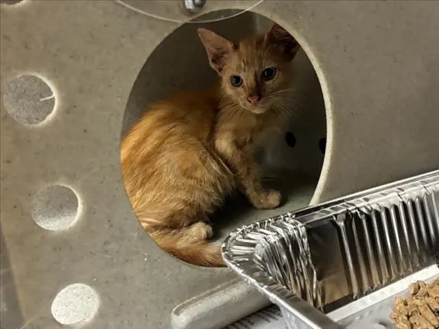 Adoptable Cat