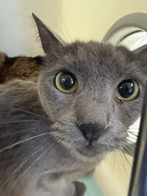 Adoptable Cat