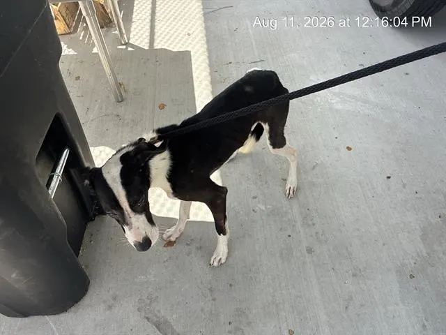 Oreo