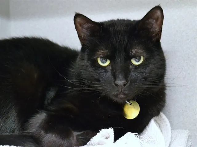 Binx