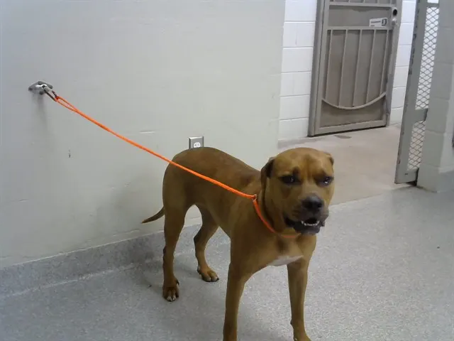 Adoptable Dog
