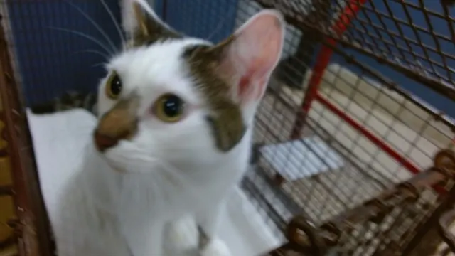 Loki