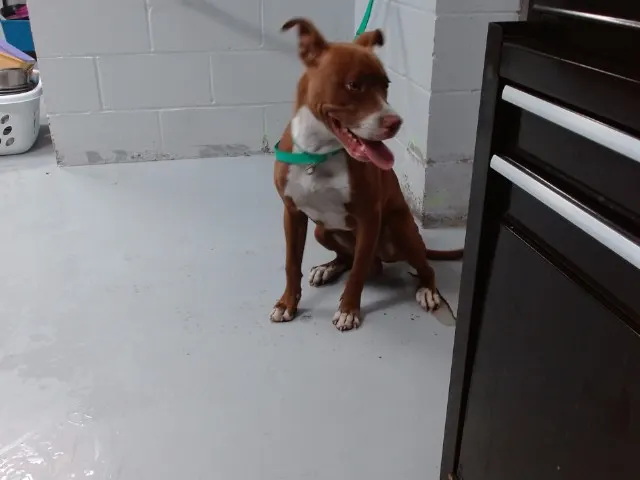 Dexter
