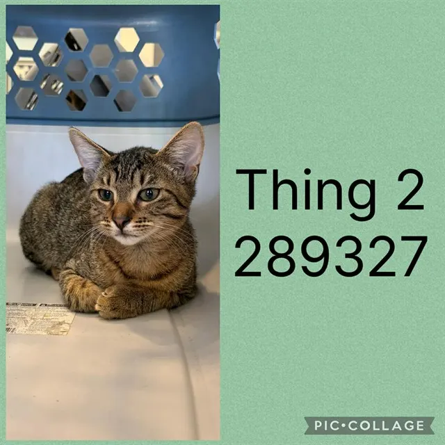 Thing 2