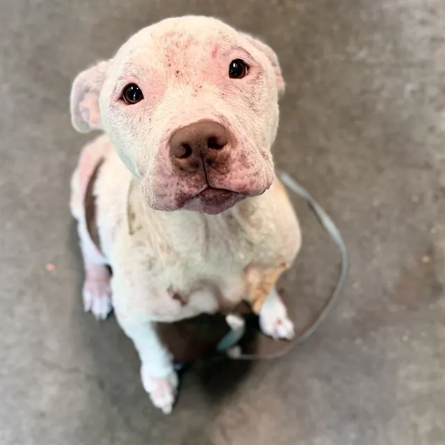 Koda
