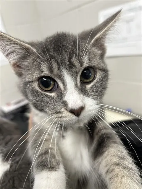 Adoptable Cat