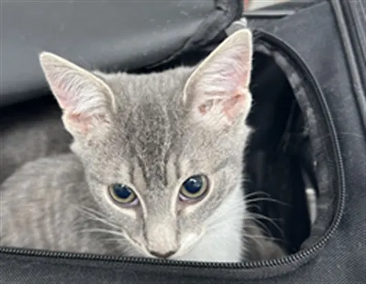 Adoptable Cat