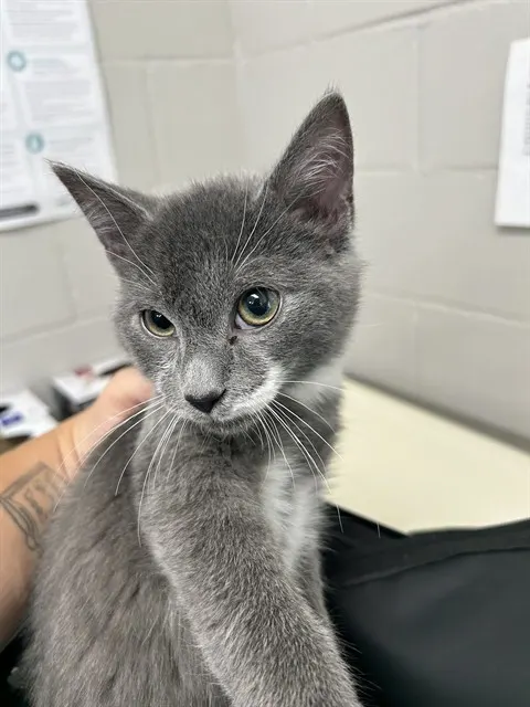Adoptable Cat