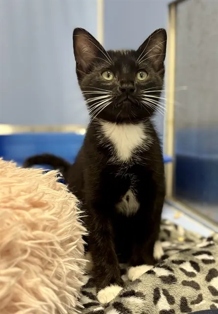 Tj