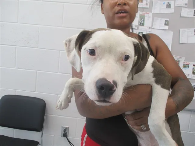 Adoptable Dog